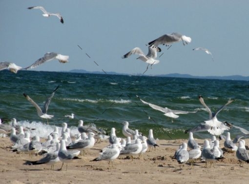 02 Gulls Party Along Lake MI