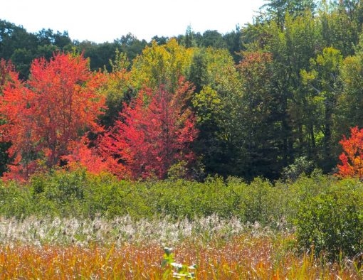 104-Layers of Autumn Michigan