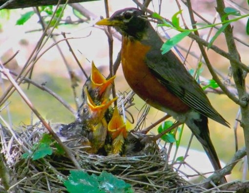 79-Robin Daddy Feeding