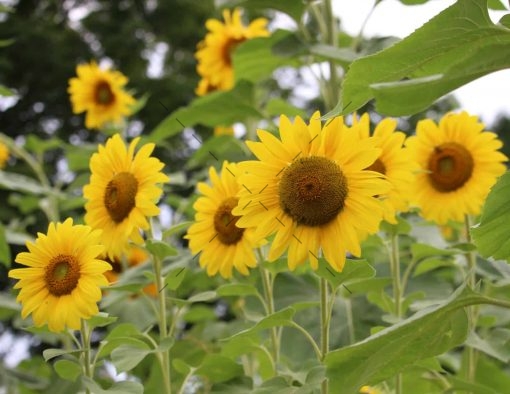 81-Elegant Sunflowers of Autumn