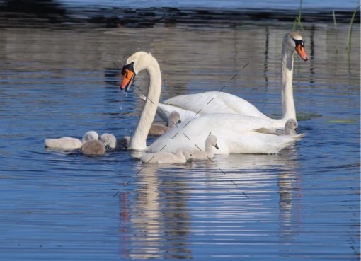 swan-family-teaching-lesson-101
